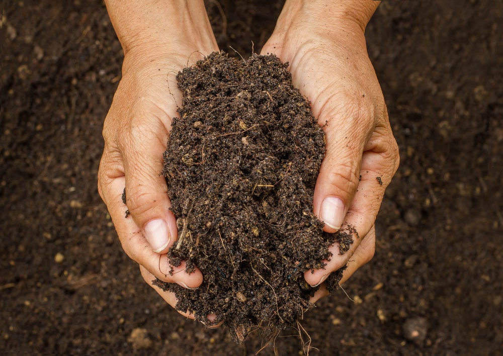 Hand Holding An Organic Soil